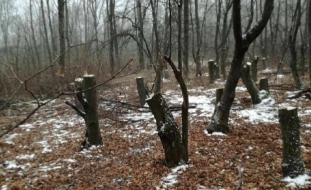 Вчера е проведена полицейска операция по противодействие на незаконната сеч