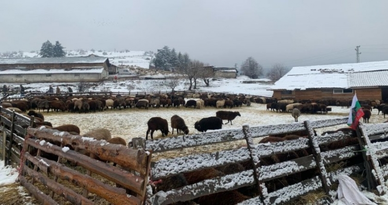 Десетки животни в Сливенско са заразени с шарка Болните животни