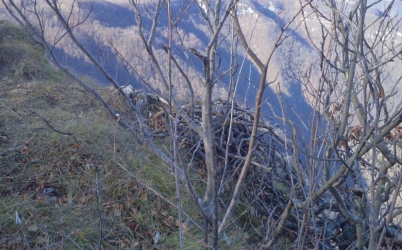 Ново гнездо на черен лешояд е открито на територията на