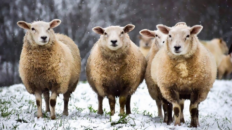 Ку треска при овце е констатирана на две места в област