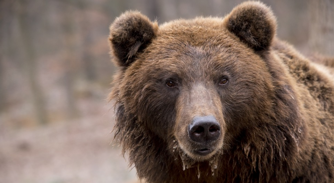 Отстреляна е първата проблемна мечка в Смолянско, която е доказано,