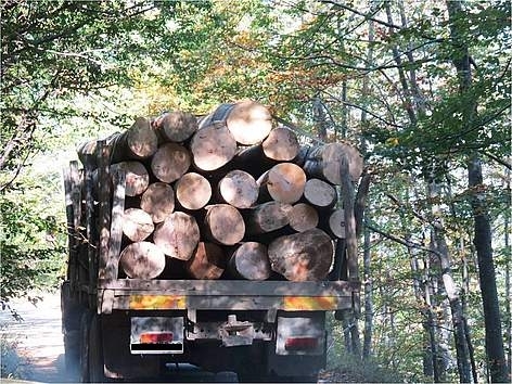 Ченгета и горски спипага бракониери отсекли 60 дървета в Монтанско Около