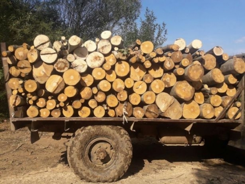 Бракониери с нередовен камион са заловени да превозват дърва във