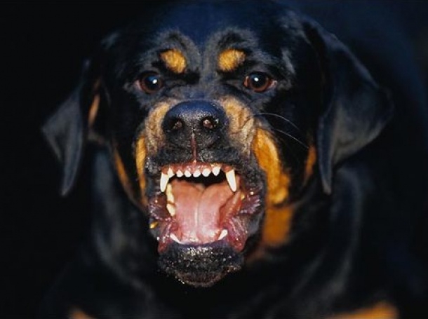 Като изключително неприятен инцидент определи директорът на областна дирекция на