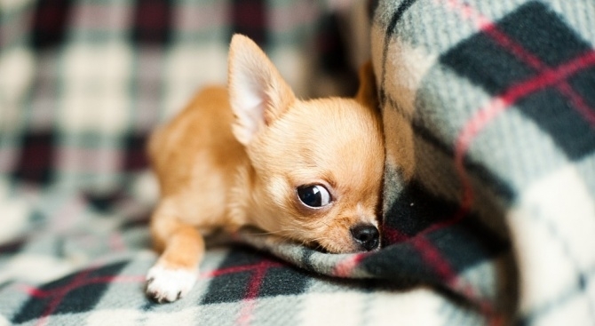Корейски учени създадоха 49 клонинга на най малкото куче в света за