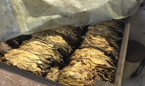 Разкриха нелегална производствена база за тютюн в столицата днес По