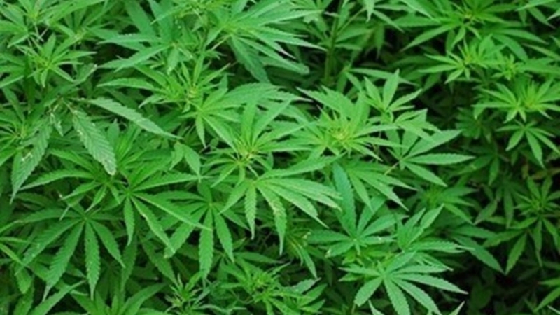 Специализирана полицейска операция срещу производството съхранението и разпространението на наркотични