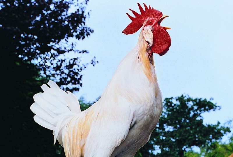 В градчето Де Куин в щата Арканзас в затвора попаднаха