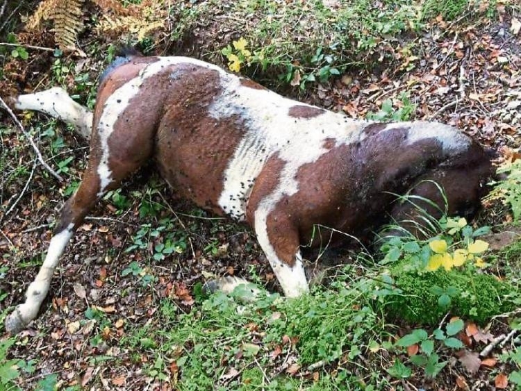 Трупът на убита бременна кобила е бил намерен във Вършец