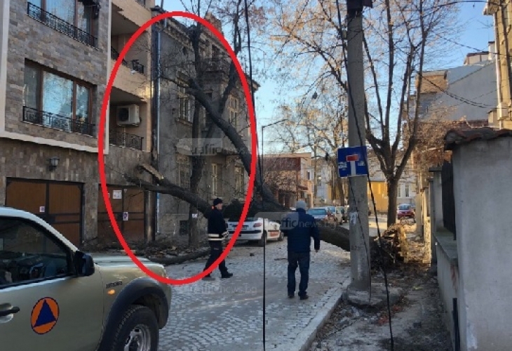 Огромно дърво се сгромоляса върху кооперация в центъра на Пловдив