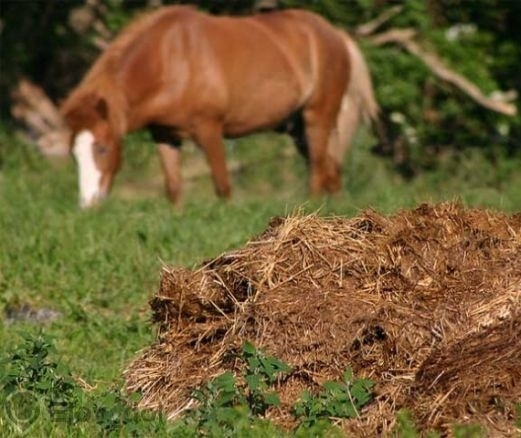 Мъж системно обгазява видински квартал като гори конски фъшкии научи