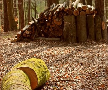 49-годишен мъж загина при добив на дърва край град Гоце