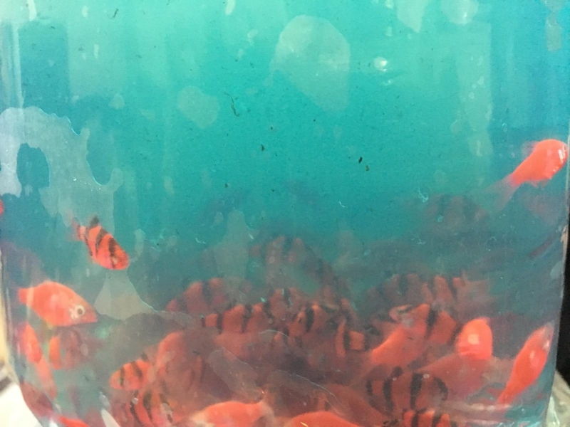 След операция на служители на митническа мобилна група на Агенция