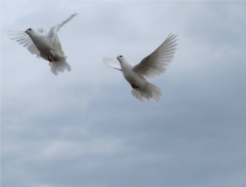 Доброволци от Български младежки червен кръст Мездра съвместно с