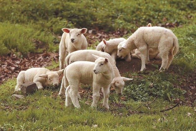 Униформени спипаха апаши задигнали агнета в Монтанско съобщиха от полицията Случаят