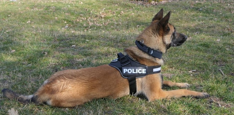 Екип на Планинска спасителна служба провежда акция по издирване на