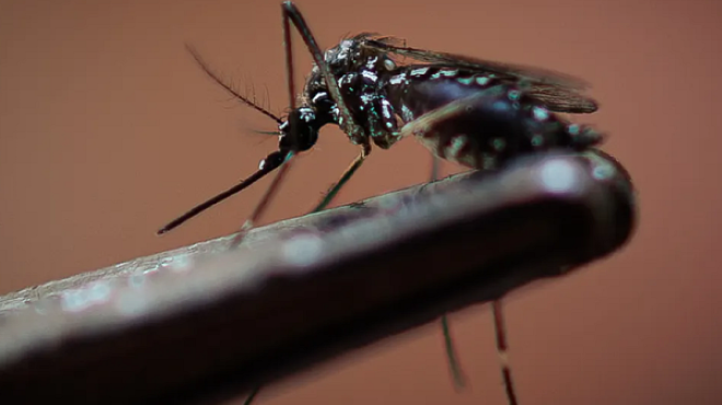 Очаква се ръст на случаите на западнонилската треска Това заяви професор