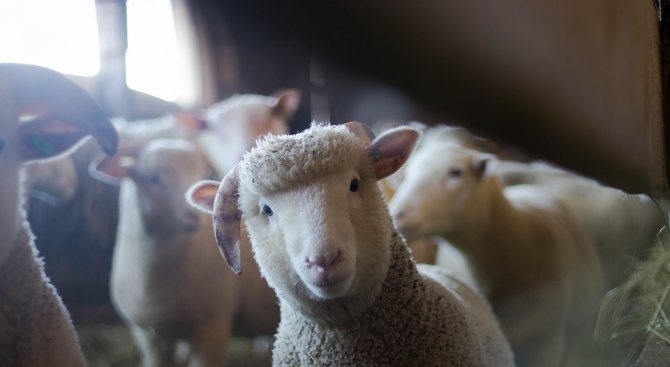 Нова модерна овцеферма ще бъде изградена край Вършец по проект