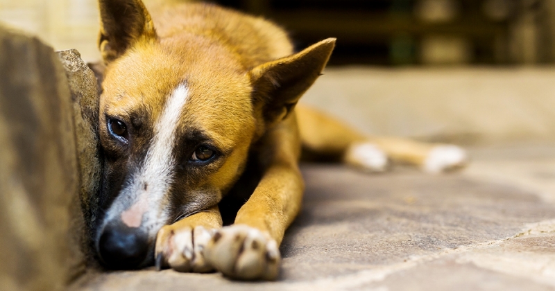 Полицията е разкрила жестокото убийство на куче в Монтанско съобщиха