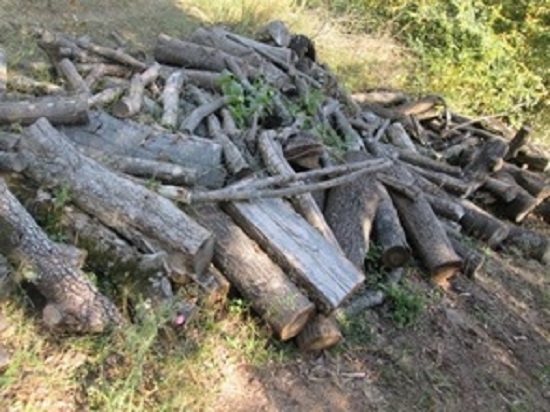 Националната агенция по приходите във Видин продава 18 кубика дърва