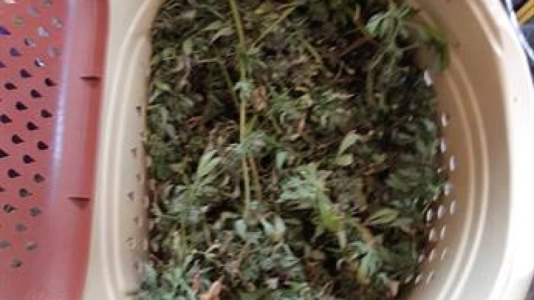 Полицията задържа 12 души и намери голямо количество канабис тротилова