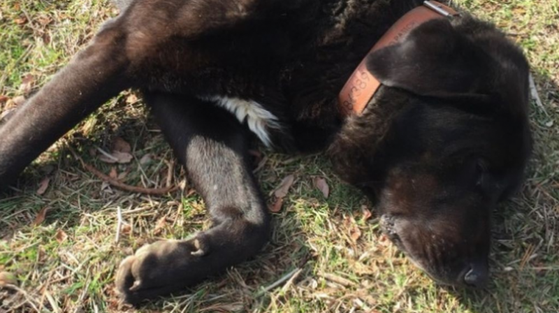 Полицията разследва мистериозната смърт на куче в Монтанско съобщиха от