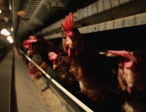 Ръководството на Българската агенция по безопасност на храните БАБХ да