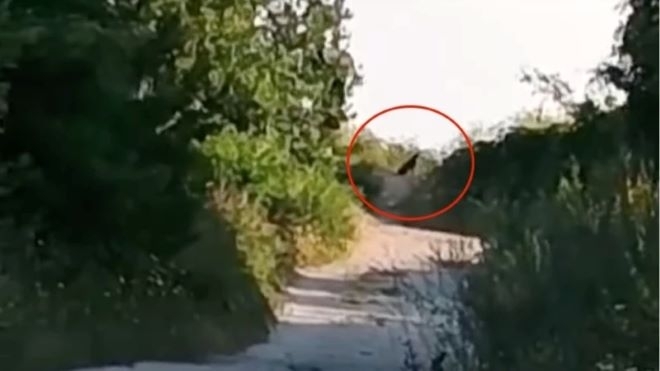 Свалиха част от ограниченията, въведени заради хищника край Шумен