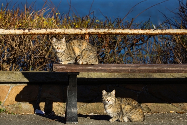 Днес ще е предимно слънчево Ще духа слаб в Източна