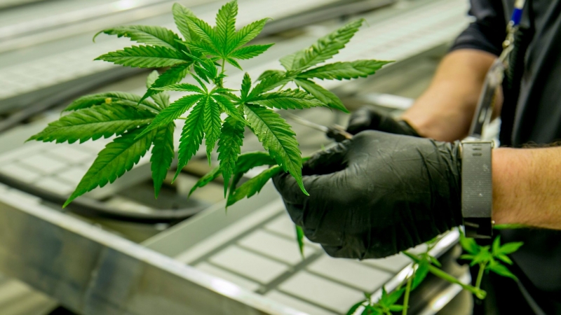 Криминалисти от Бургас спряха нелегален трафик на марихуана в най големия