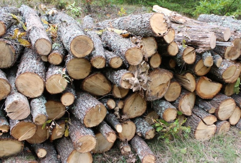 Намериха незаконни дърва в частен имот във врачанско село съобщиха