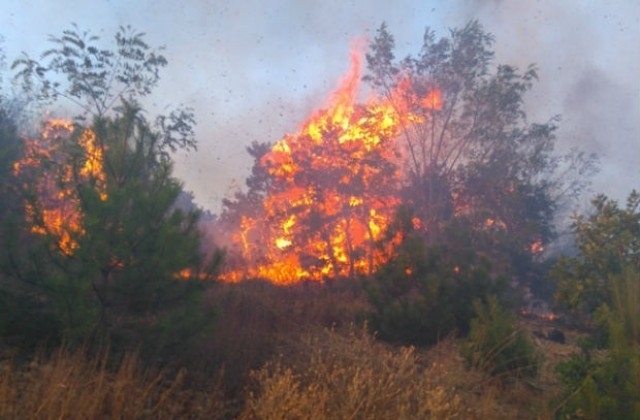 Орехова градина горя във Врачанско това съобщиха от полицията в