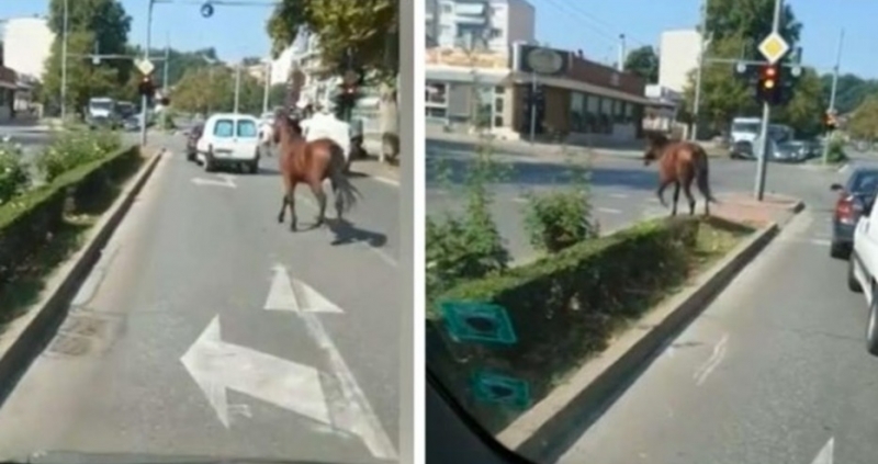 Хубав кафяв кон препуска жизнерадостно с двайсетина километра в час