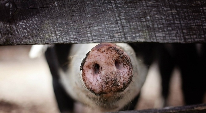 Африканскатa чума по свинете вече е на броени километри от