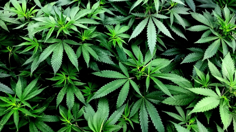 Депутатите в парламента на Малта гласуваха за легализирането на притежанието