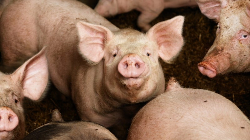 Втори случай на африканска чума по свинете е регистриран в