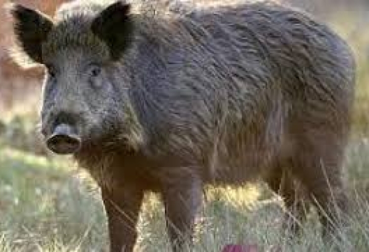 От събота 6 октомври падат ограниченията за лов на диви