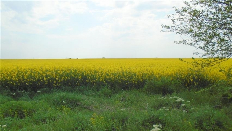 Третиране на площи с рапица ще се извърши на територията