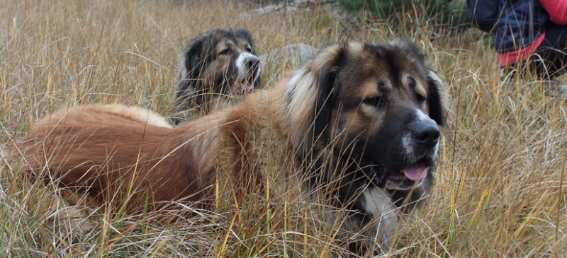 Цяло село е в страх от глутница кучета Случката е