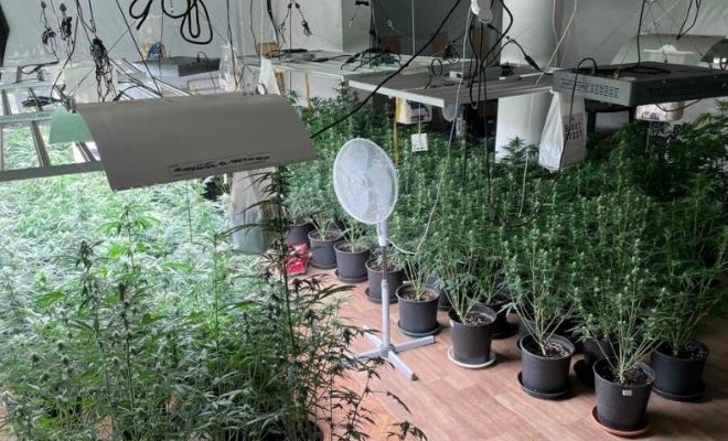 Две наркооранжерии са разкрити в София при спецоперация на СДВР