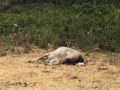 Нов случай на убити коне във Вършец Освен намерената мъртва