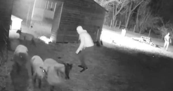 Крадци са отмъкнали две овце от кошара в оряховското село