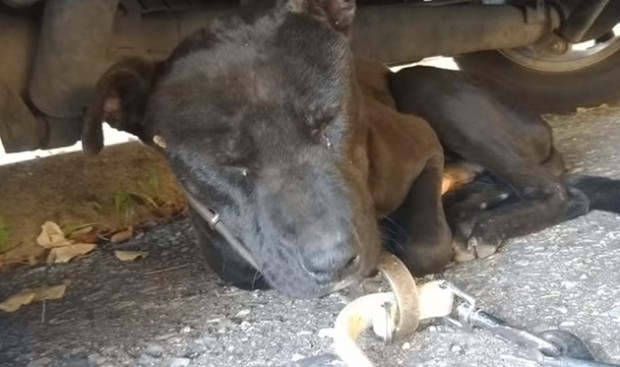 Полицията разследва случай с каракачанска овчарка пребита с тояга по главата съобщиха