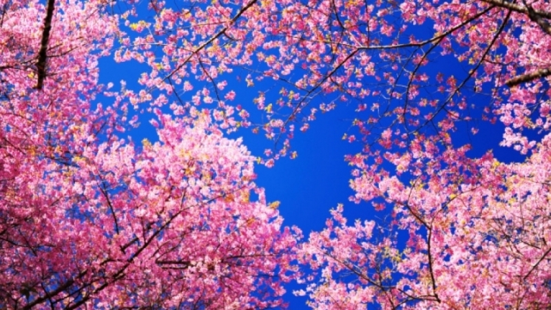 През първите 15 дни на май ни очакват както слънчеви