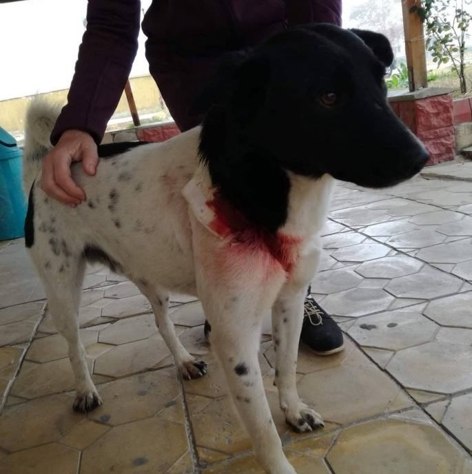 Бездомно куче е било простреляно с пушка в Козлодуй научи