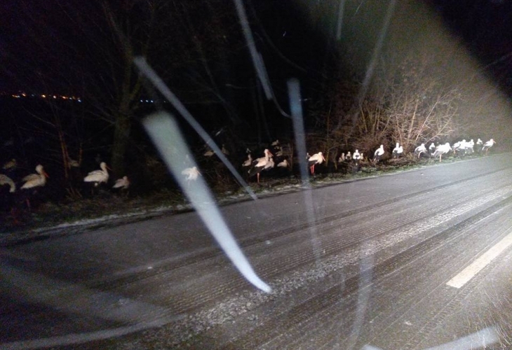 Странното време и особено силният вятър обърка щъркелите и цели