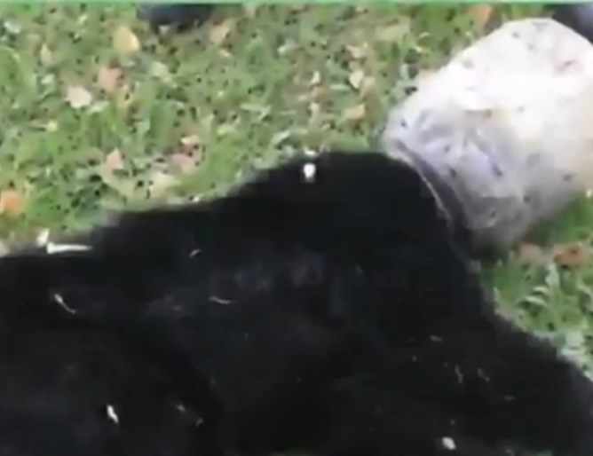 Защитници на дивата природа в щата Мериленд вървяха по петите