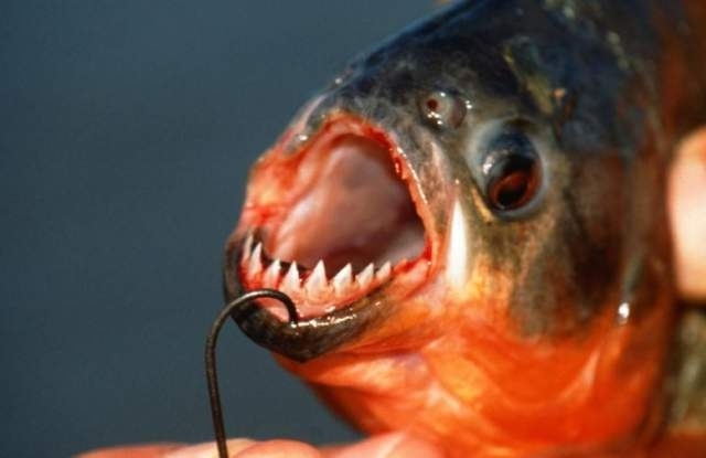 Рибар улови нехарактерната за българските води пираня Горки и синът