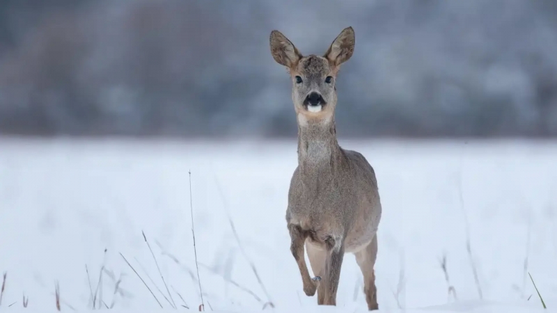 Служители на Държавно горско стопанство–Монтана се включиха в спасяването на