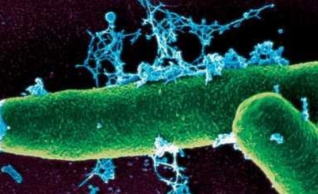 Потвърдено: Овчарят от Разградско е заразен с антракс